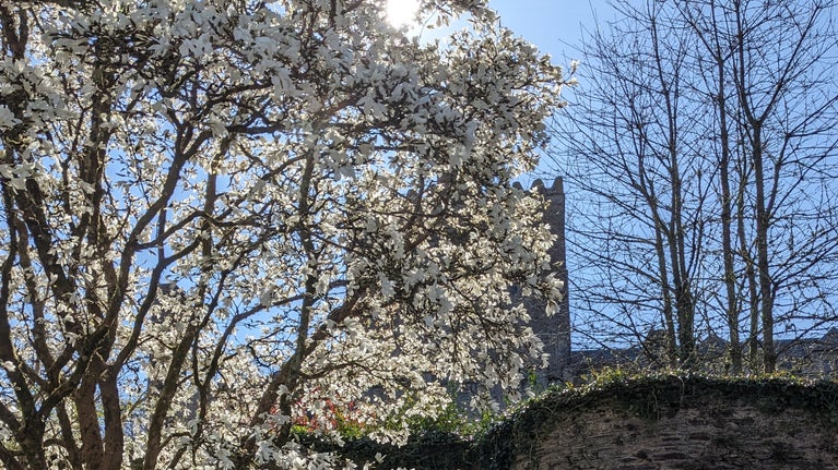 A white blossom tree is framed in front of grey stonework and a blue sky, with the tower of the Abbey visible in the background.